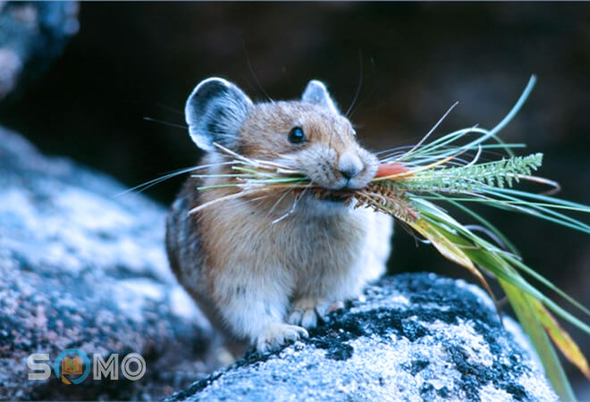 mơ thấy con chuột đánh lô đề con gì