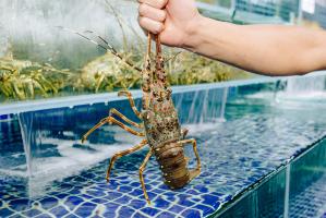 Địa chỉ bán tôm hùm tươi sống ngon và chất lượng nhất Cần Thơ