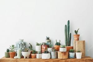 Địa chỉ bán xương rồng đẹp nhất Hà Nội