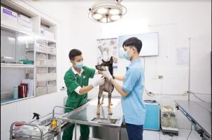 Phòng khám thú y uy tín nhất tỉnh Ninh Bình