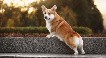 Địa chỉ mua chó Corgi uy tín tại Hà Nội