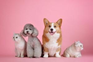 Cửa hàng bán chó cảnh uy tín nhất TP. HCM