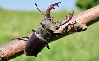 Sự thật thú vị nhất về bọ cánh cứng