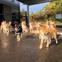 Địa chỉ mua chó Shiba Inu uy tín tại Hà Nội