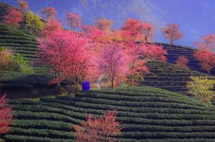 Bài thơ hay viết về tháng Hai