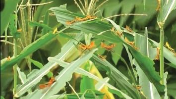 Cách tự pha chế thuốc sinh học diệt sâu bệnh cho cây trồng