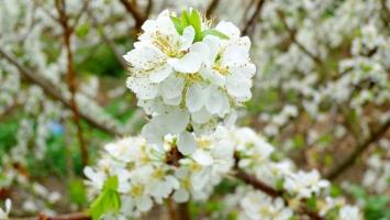 Cánh đồng hoa đẹp nhất tại Việt Nam