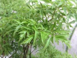 Cây thuốc nam hỗ trợ điều trị rối loạn tiền đình hiệu quả