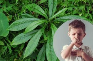 Kinh nghiệm trị ho hay nhất cho trẻ từ các bài thuốc dân gian đơn giản