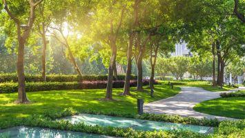 Công ty cây xanh uy tín nhất tại TP. HCM