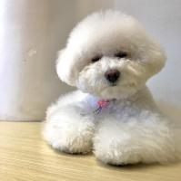 Cửa hàng thú cưng uy tín nhất  Hà Tĩnh