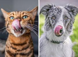 Dấu hiệu rõ nhất của thú cưng thể hiện rằng chúng đang không ổn