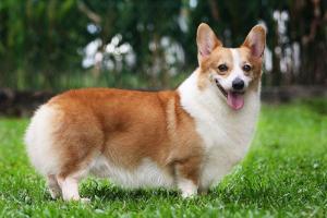 Địa chỉ bán chó Corgi uy tín nhất tại TP. HCM