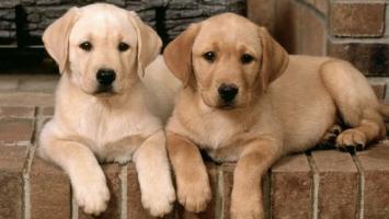 Địa chỉ mua chó Labrador uy tín tại Việt Nam