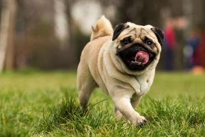 Địa chỉ mua chó Pug uy tín tại Hà Nội