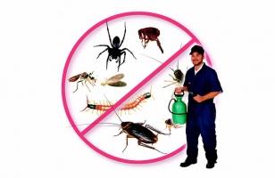 Công ty diệt côn trùng tại nhà ở Hà Nội