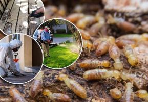 Dịch vụ diệt mối, côn trùng uy tín nhất tỉnh Thanh Hóa