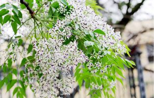 Tản văn viết về hoa xoan hay nhất