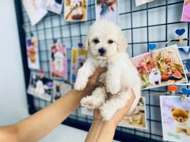 Khách sạn thú cưng uy tín, chất lượng nhất Quảng Nam