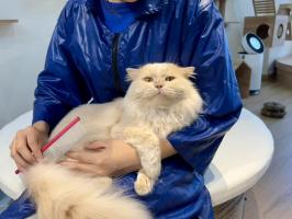 Cửa hàng thú cưng và phụ kiện thú cưng tại Vũng Tàu
