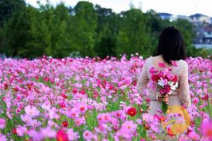 Làng hoa truyền thống không thể bỏ qua mỗi dịp Tết
