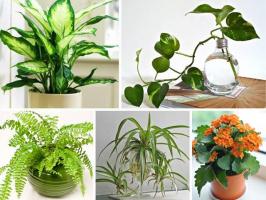 Loại cây cảnh giúp cho không khí nhà bạn trở nên hoàn hảo