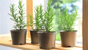 Loài cây, hoa vừa trang trí nội thất vừa đuổi muỗi hiệu quả
