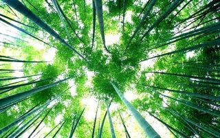 Loài hoa đẹp và hiếm nhất thế giới có thể cả đời bạn không được thấy