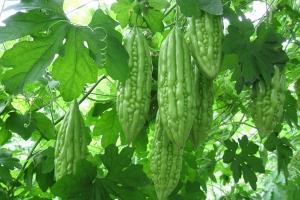 Lợi ích tuyệt vời của mướp đắng đối với sức khỏe