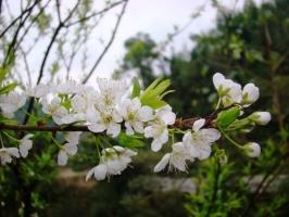 Mùa hoa đẹp nhất ở Việt Nam bạn không thể bỏ qua