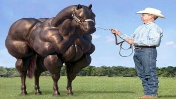 Chú ngựa kỳ lạ và quý hiếm nhất thế giới