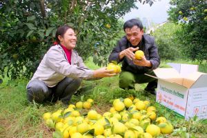 Trang trại cam ngon nổi tiếng nhất tại Nghệ An