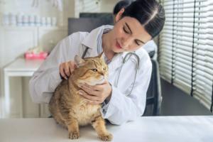 Phòng khám thú y ở Vũng Tàu uy tín và chuyên nghiệp nhất