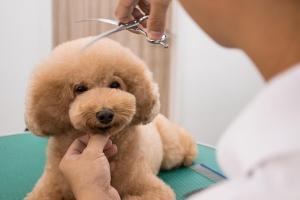 Dịch vụ cắt tỉa lông thú cưng uy tín nhất tại Bình Dương