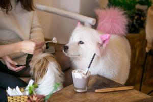 Quán cafe thú cưng nổi tiếng nhất ở Hà Nội và TP. HCM