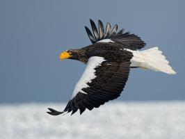 Sự thật thú vị nhất về đại bàng