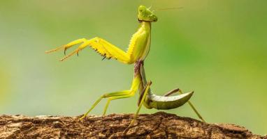 Sự thật thú vị nhất về loài bọ ngựa