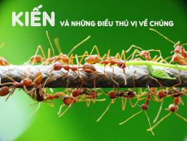 Sự thật thú vị nhất về loài kiến