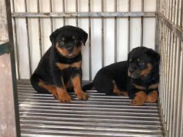 Địa chỉ mua chó Rottweiler uy tín tại Việt Nam