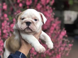 Địa chỉ mua Bulldog Anh uy tín tại Hà Nội