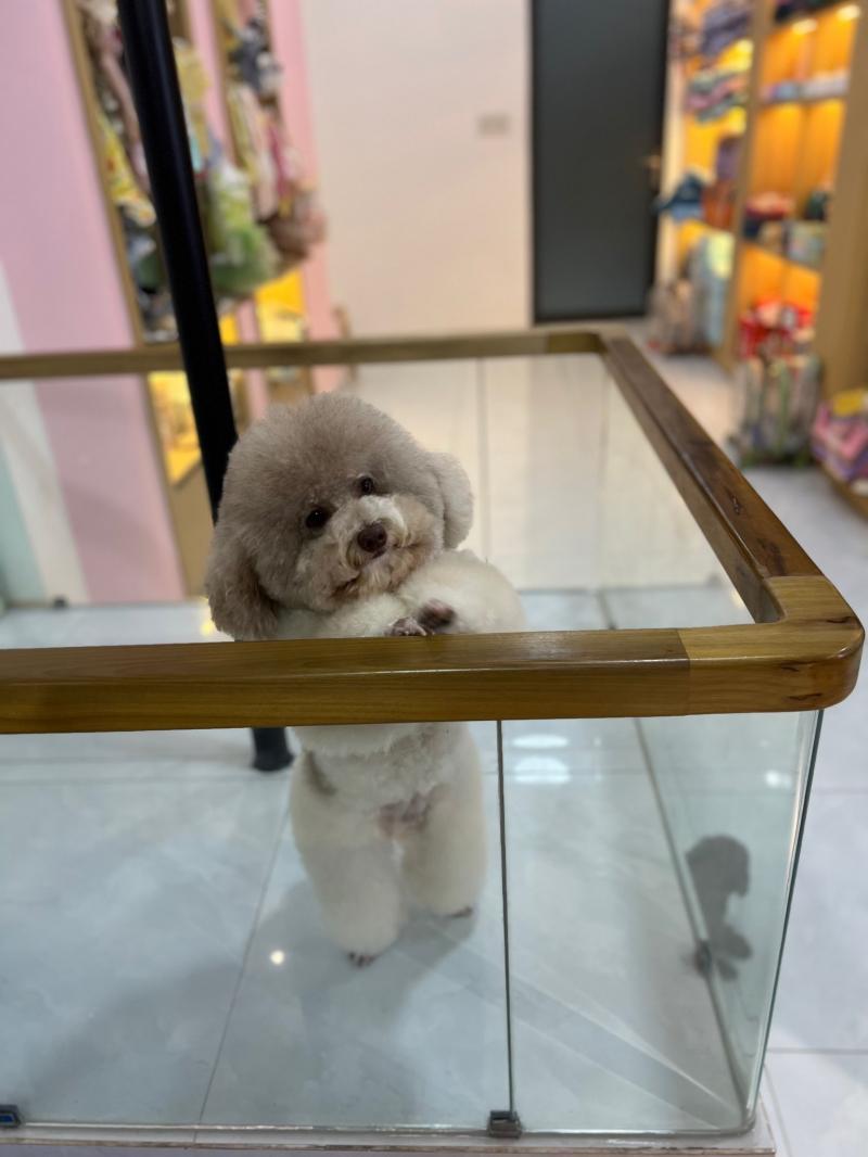 ALOHA Petshop