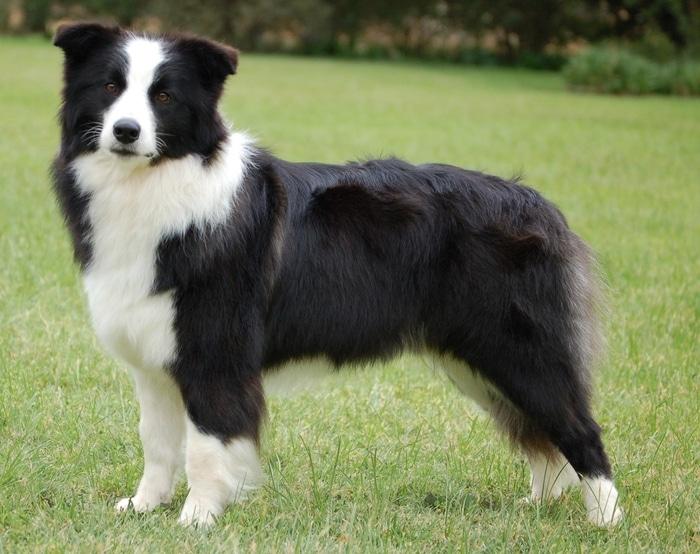 Anh Dũng Âu Cơ Kennel