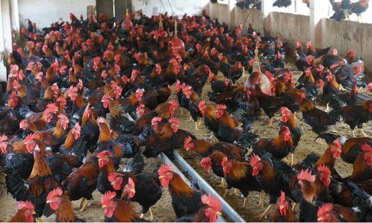 Anh Nguyễn Văn Thìn phát triển chăn nuôi gà