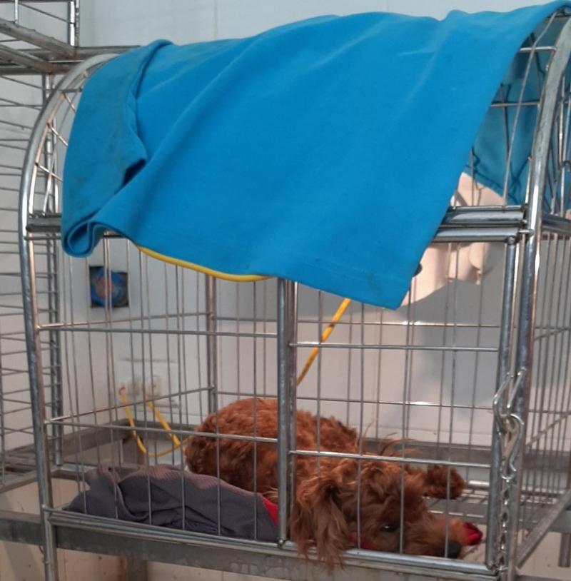 Animal Care