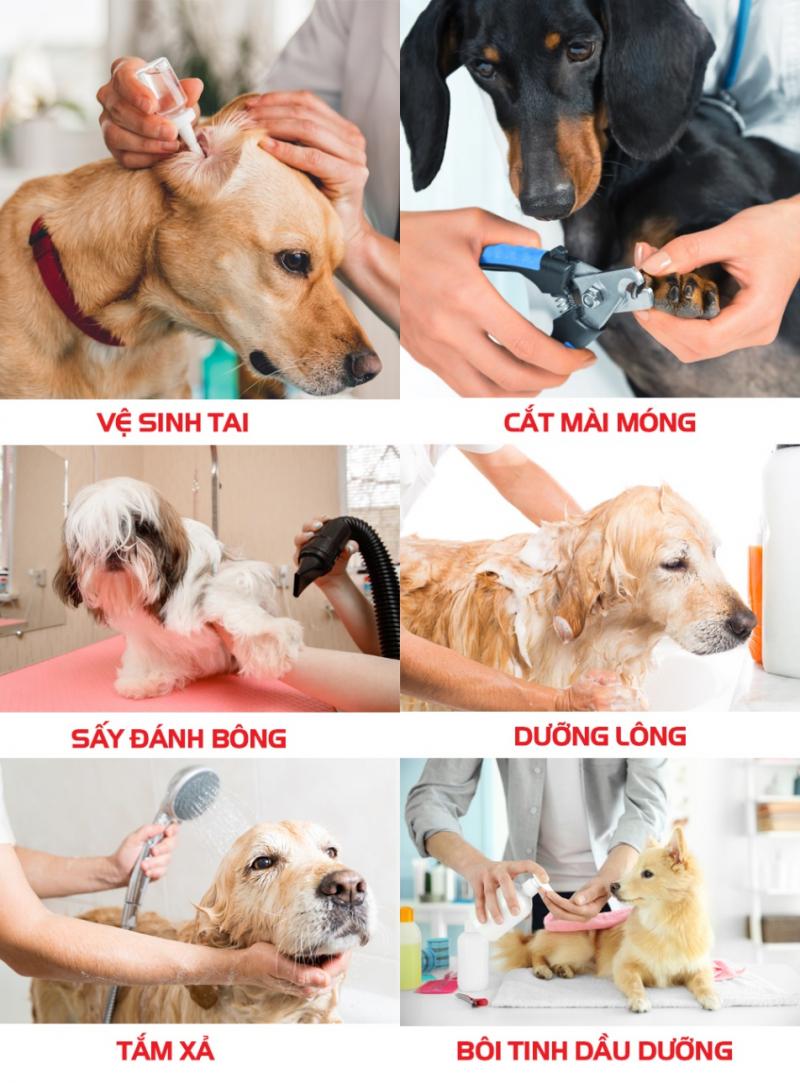Azpet Spa