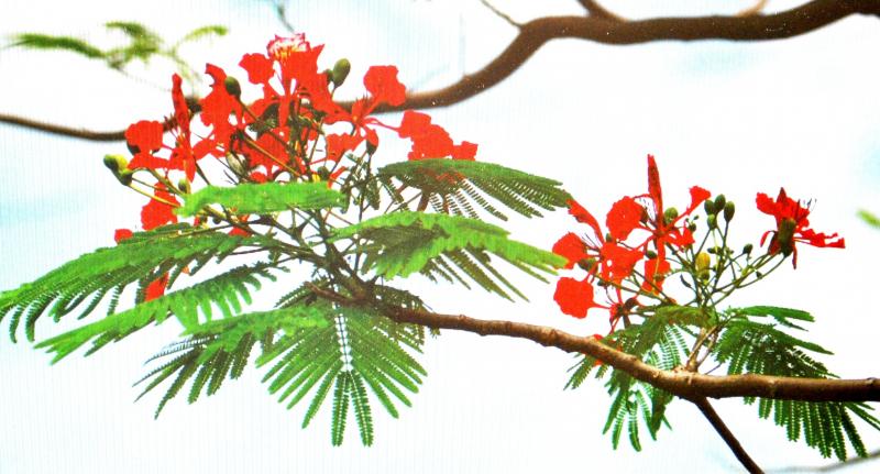 Nhật ký hè xa