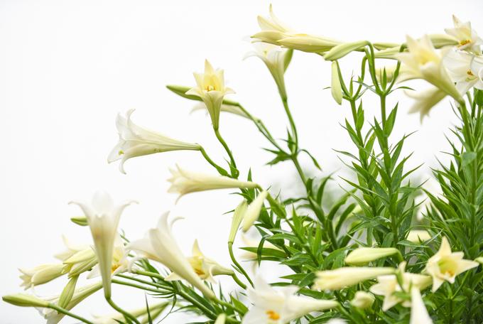 Tháng tư mùa của hoa loa kèn trắng