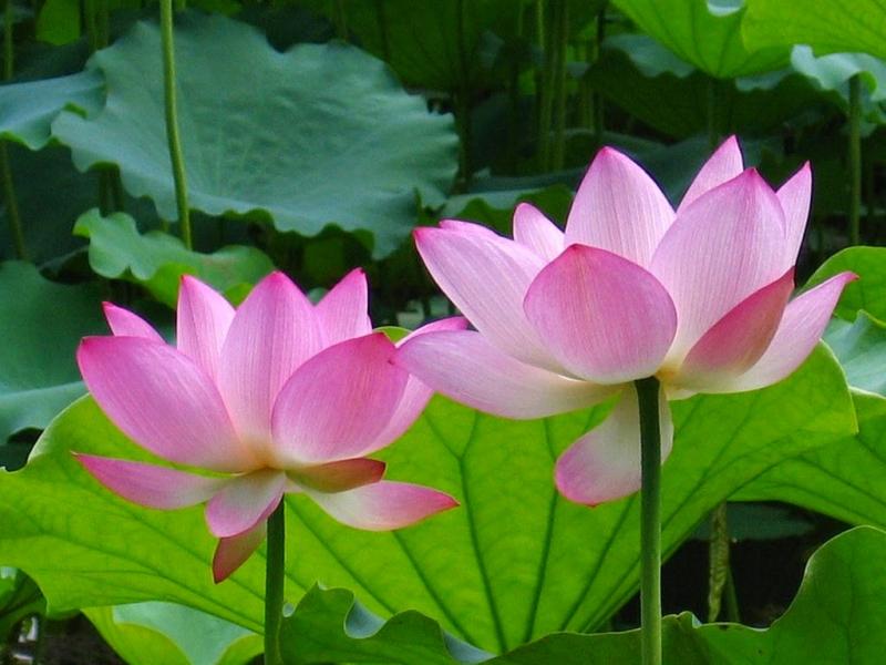 Thơm từng búp gió sen hồng Hồ Tây