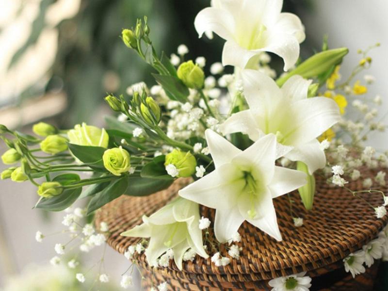 Mùa hoa loa kèn về trên phố