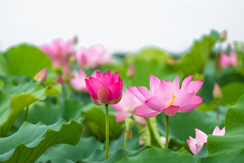 Thơm từng búp gió sen hồng Hồ Tây